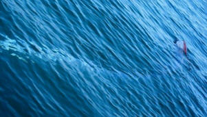 Novozelandski inženir je v Google Earth odkril morskega velikana.