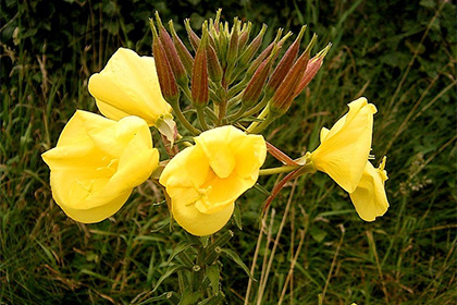 Povejte besedo o spolni reprodukciji