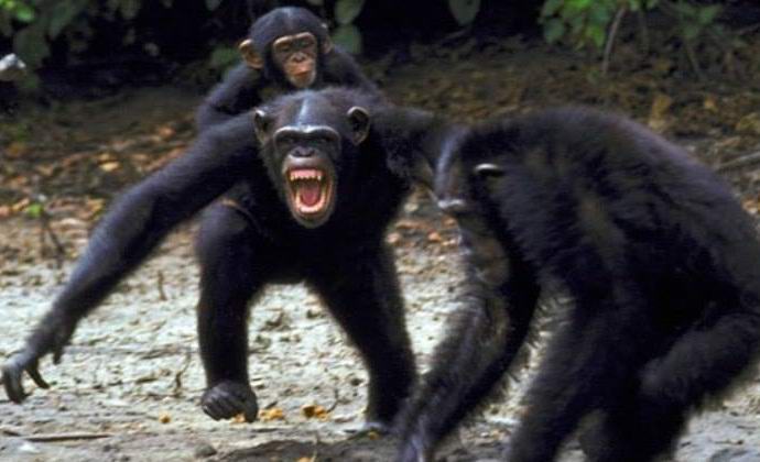 Opice sprostijo tudi več let vojne