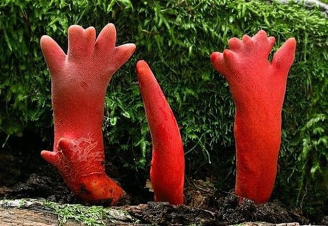 Odkrite so strupene gobe, ki se jih sploh ni mogoče dotakniti.