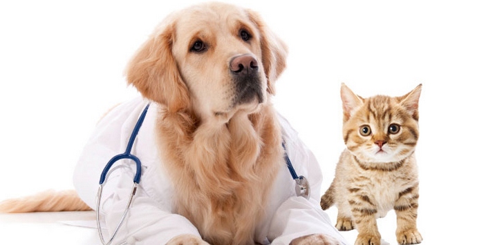 Bodite pozorni na te živali.