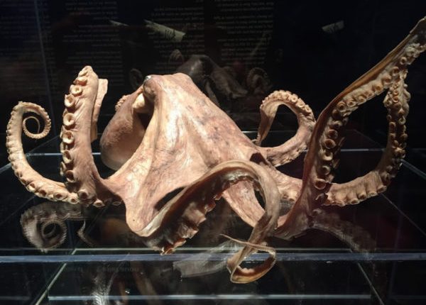 Ena od Darwinovih idej o evoluciji je bila potrjena 140 let po njegovi smrti 