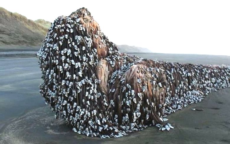 Nekoč so na plažo Murivay pripeljali skrivnostno pošast ...