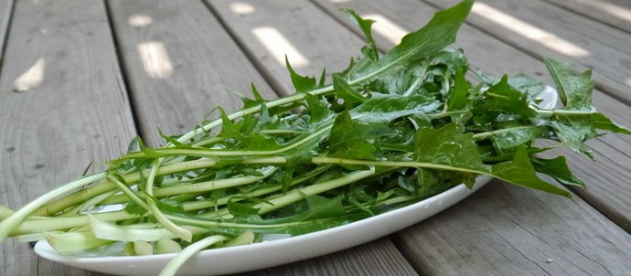 Dandelion je veliko bolj zdrav od ostalih zelenjav, ki jih jemo.
