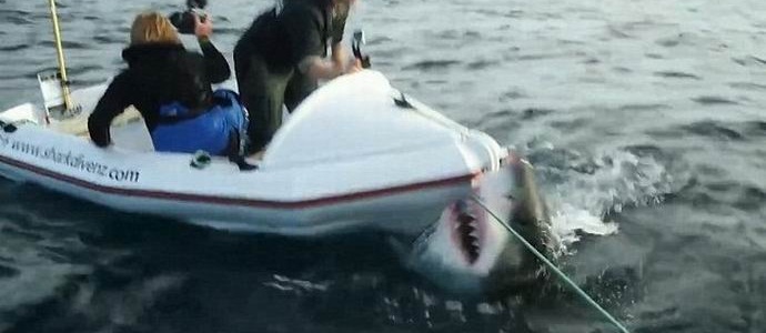 Ogromen morski pes napadel posadko kanala