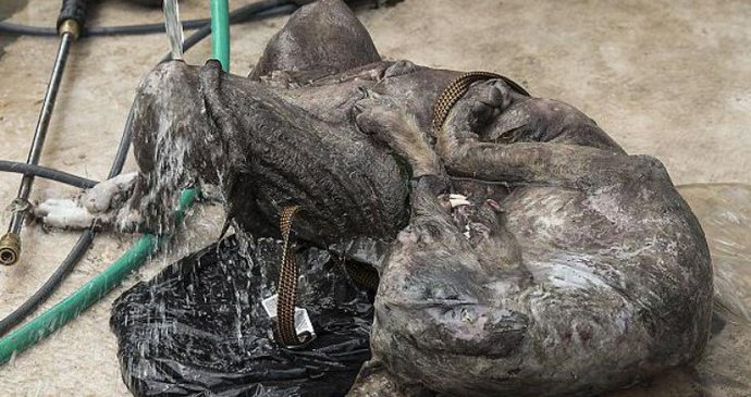 Teksaški lovec našel mrtvo Chupacabra