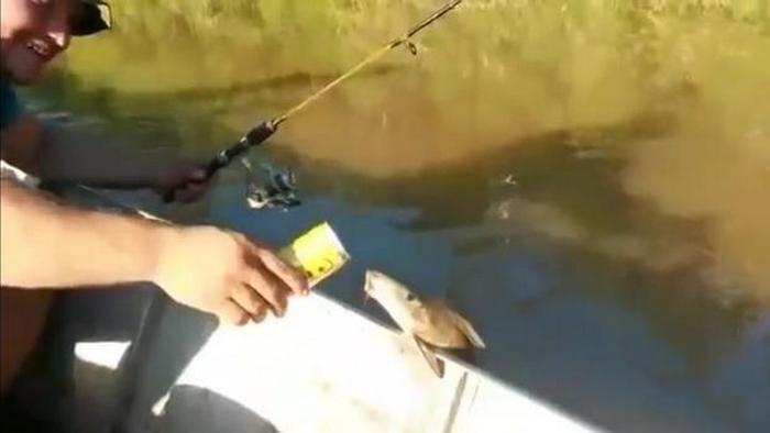 Izkaže se, da celo ribe ljubijo pivo.