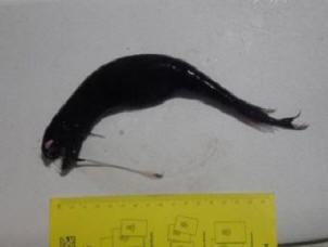 Oceanologi so dobili čudno bitje