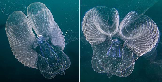 Oceanologi ujeli redko skrivnostno bitje