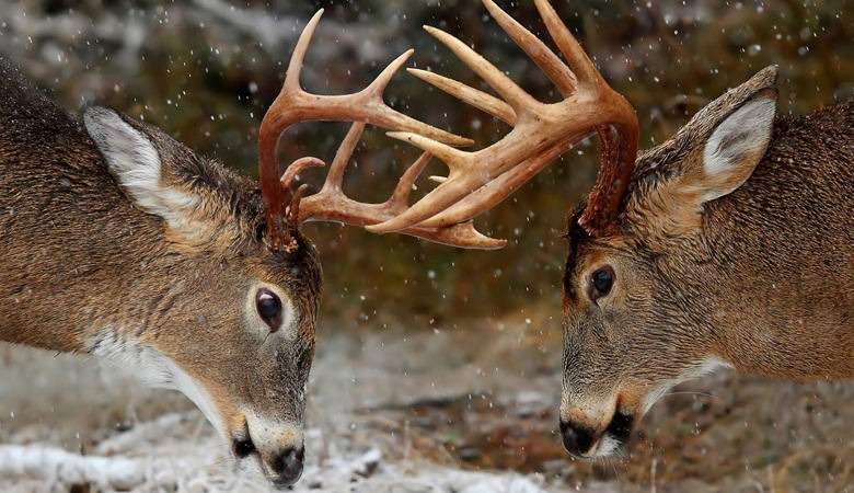 Jeleni se borijo kot zajci