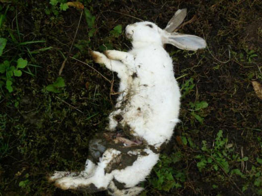 Bili so visoki, brez las, z podolgovatimi obrazi in rdečimi očmi.