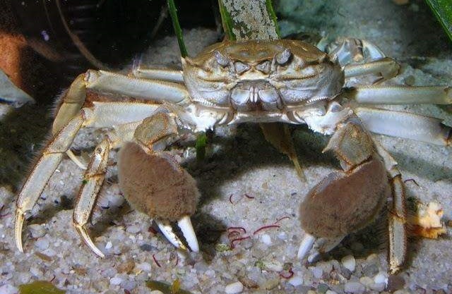 V Ukrajini se je končalo nevarnih kosmatih rakov