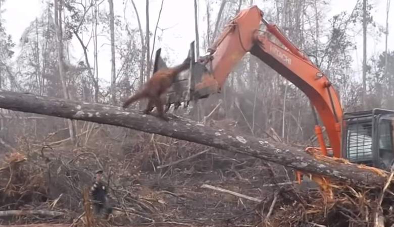 Orangutan je poskušal napasti buldožer in zaščitil domači gozd.