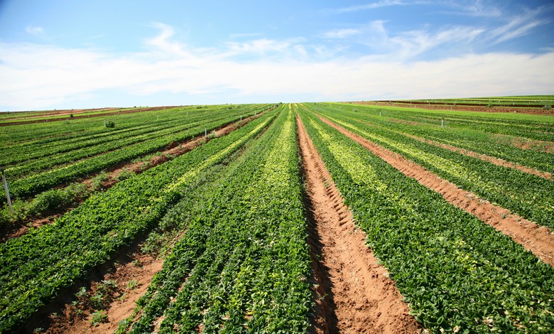 Izkazalo se je, da je ekološko kmetovanje bolj škodljivo kot tradicionalno.