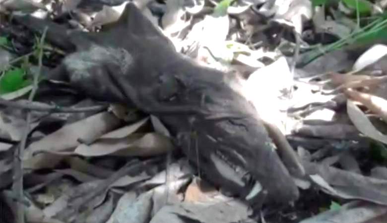 Ostanki nejasnega bitja, ki so ga našli v Kolumbiji.