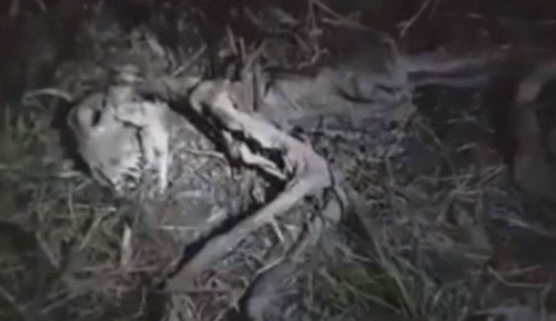 Ostanki čudnega bitja, ki so ga našli v Čilu.