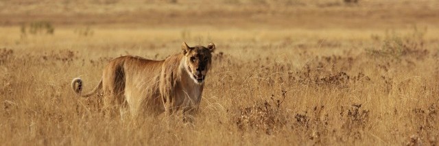 Pazite: mladič levov je na cesti!