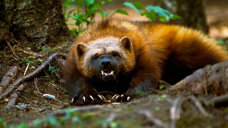 Obupan in večno lačen volkran: celo volkov in medvedov se ga bojijo
