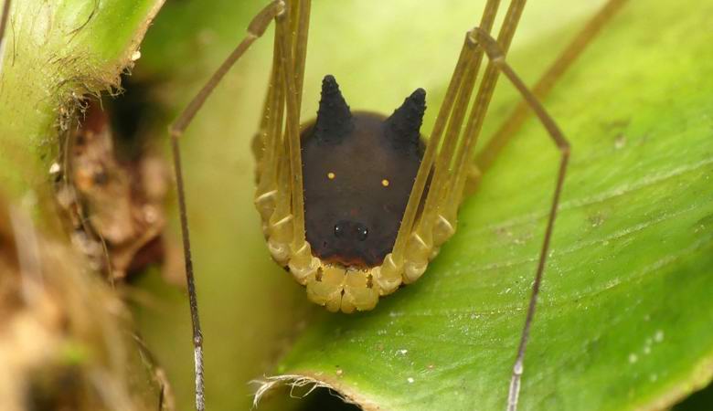 Odprti pogled pajkov z