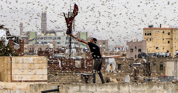 Pakistan so napadle horde kobilic. Razglašeno je izredno stanje.
