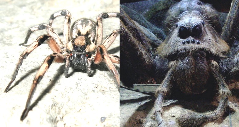 Pajek velikosti psa je presenetil splet