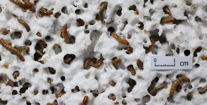 Penasto folijo lahko odstranite tako, da jo daste črvom.