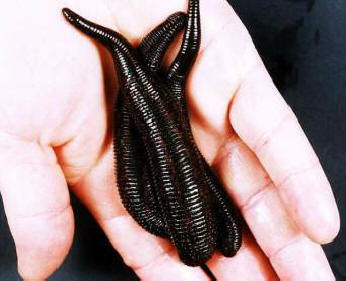 Pijavke so kirurgom pomagale obnoviti odtrgano uho psa.