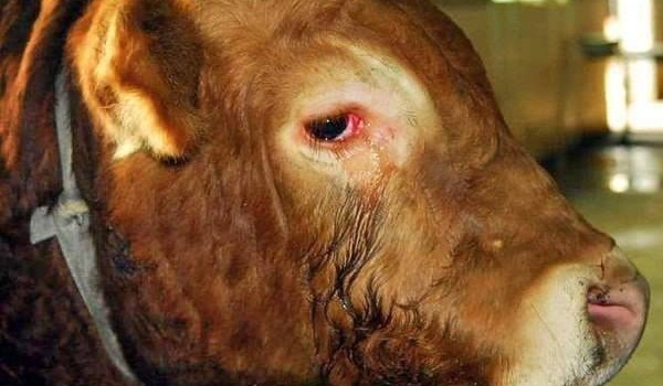 Bik se je usmilil delavcev v klavnici