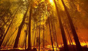 Planet izgublja svojo zeleno barvo