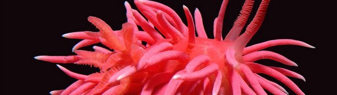 California Coast Slugs prevzamejo