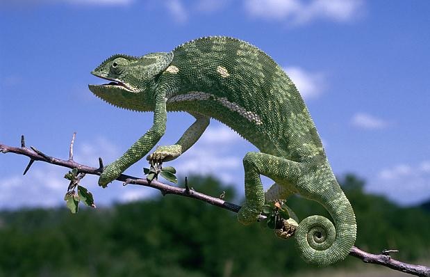 Zakaj in kako kameleoni spreminjajo barvo kože?