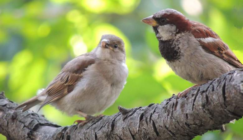 Zakaj vrabci izginejo iz ruskih mest?