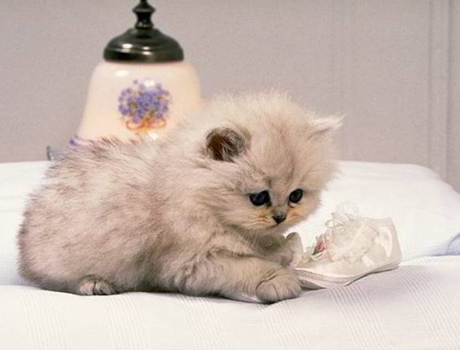 Zakaj tako zelo ljubimo mačke?