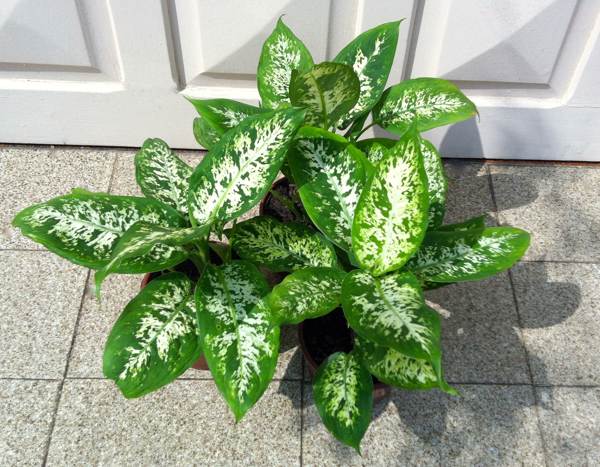 sobna cvetna dieffenbachia 