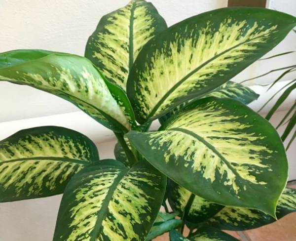 Rastlina dieffenbachia 