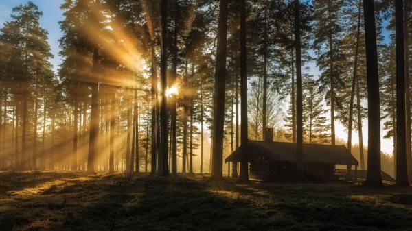 ali je mogoče saditi smreko na parceli z znamenji 
