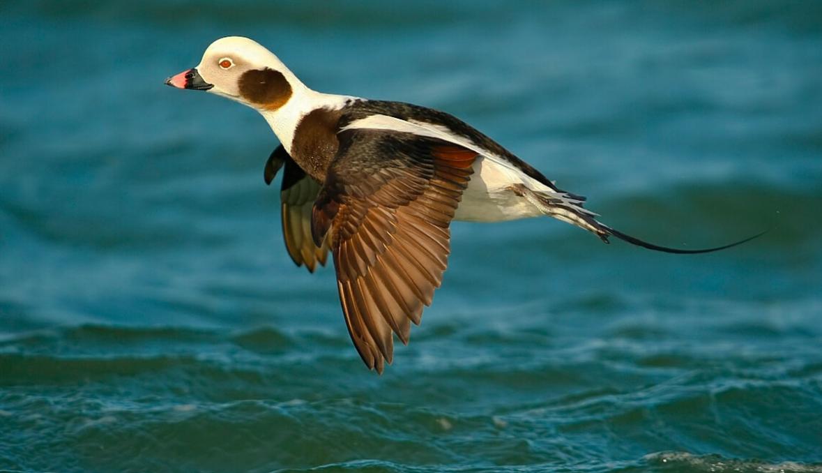 Zakaj jadralske race začnejo padati z neba ...