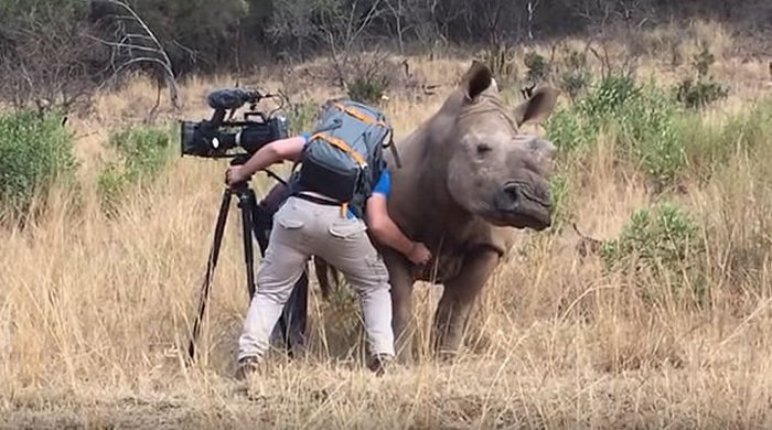 Praskaj trebuh divjega nosoroga