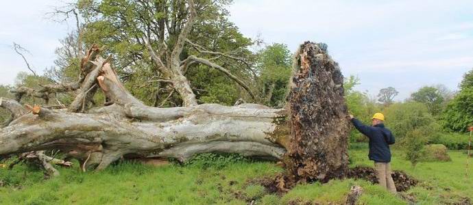 Pod koreninami stoletne bukve so bili ostanki srednjeveškega najstnika.