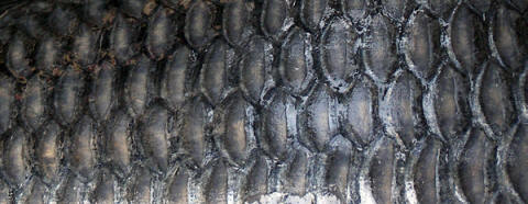 Staranje rib v lestvici