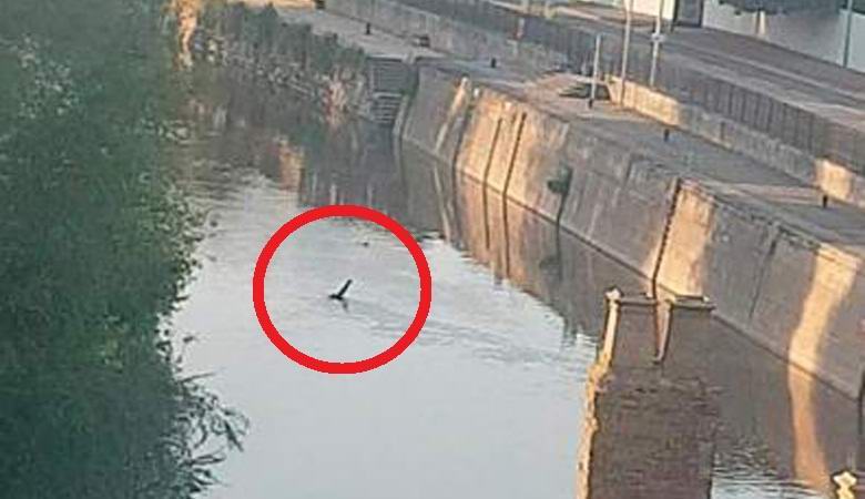 V angleškem kanalu se je pojavilo bitje, podobno pošasti Loch Ness.