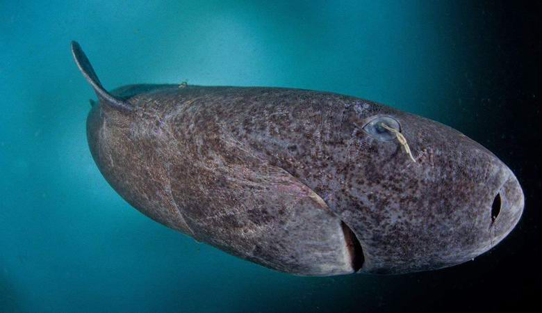 Ujel morskega psa, starejšega od Ivana Groznega