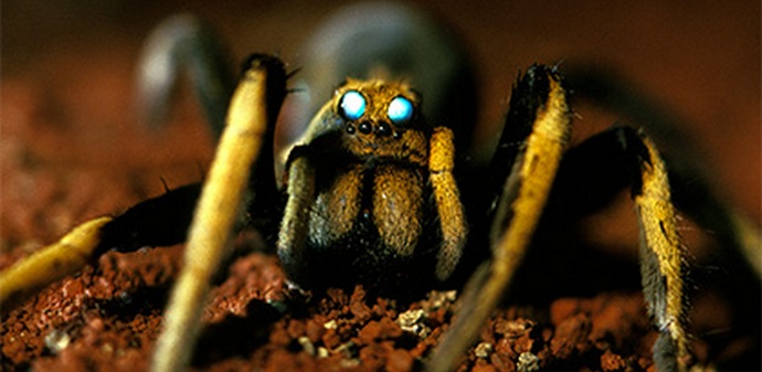 Orde tarantulov so napadle avstralsko mesto