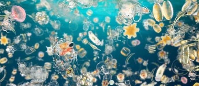 Polovici kisika v atmosferi dolgujemo plankton.