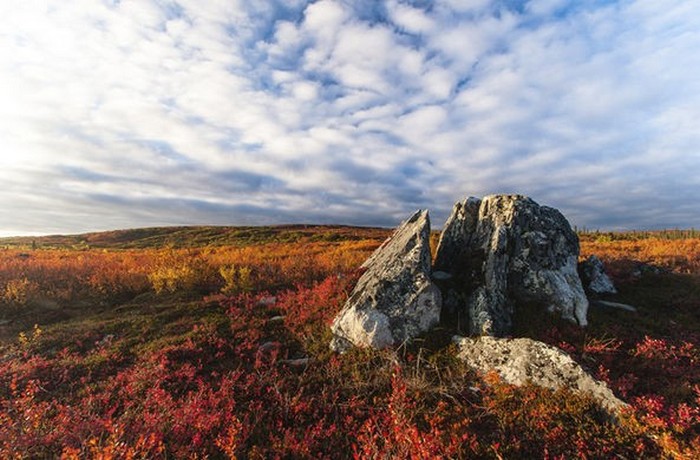 Mesec in pol se sprehaja po tundri