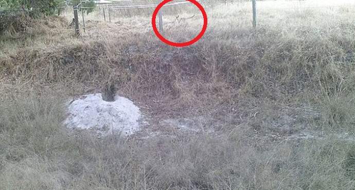 Novi dokazi za obstoj morsupial volka.