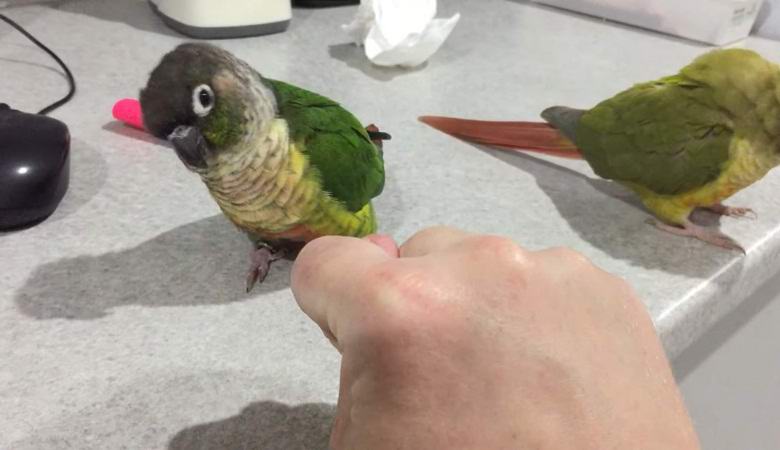 Parrot kupil za otroški shod