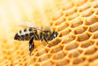 Populacija azijskih čebel morilcev najdena v japonski provinci Nagasaki