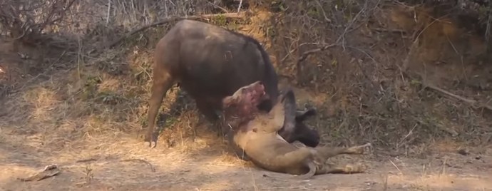 Zadnja bitka kralja zveri