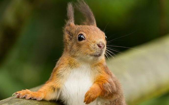 Poglej svet skozi oči veverice